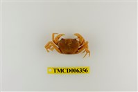 藏品(大里澤蟹)的圖片